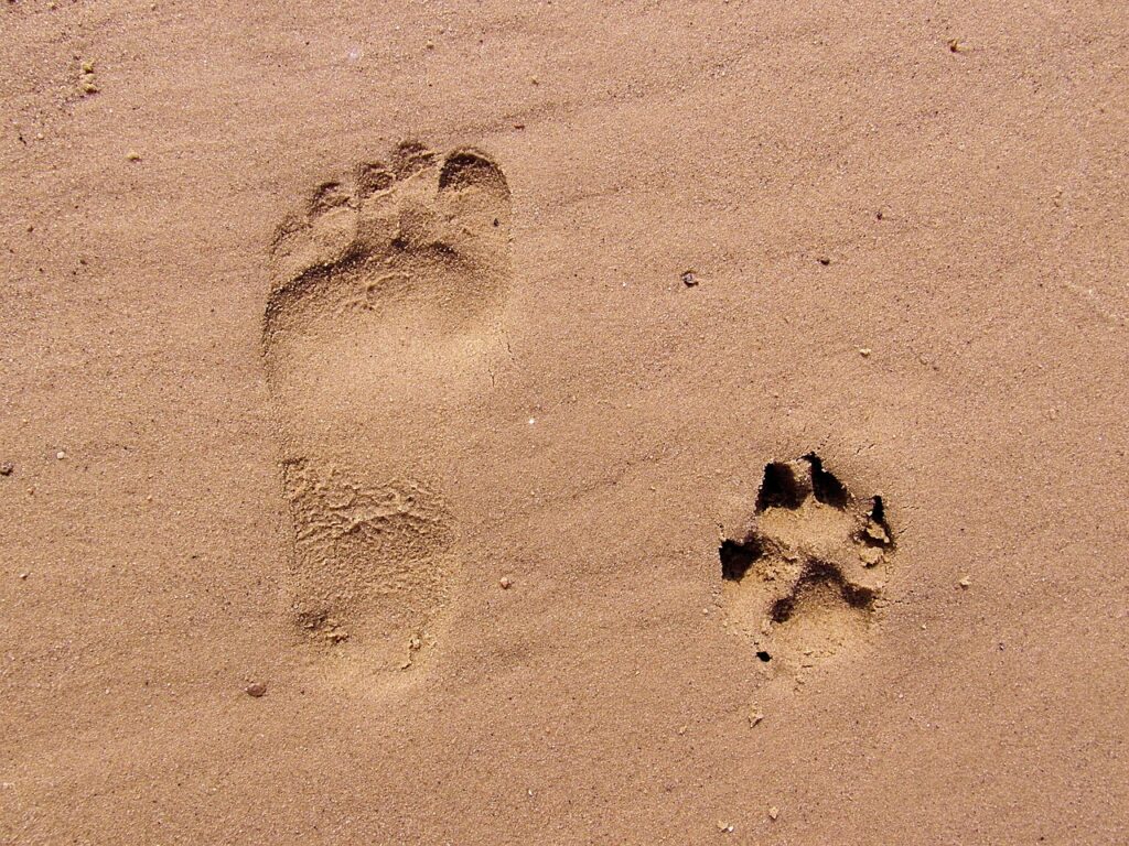 footprint, sand, footprints, nature, beach, track, paw, paw print